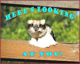 Here's Looking at You-Kookaburra - online jigsaw puzzle - 80 pieces